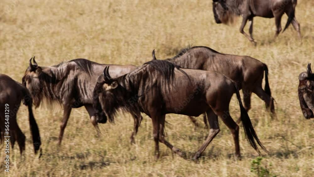 Wildebeest herd in endless desert of Kenya. Wildebeest are an important food source for predatory animals inhabiting savanna. Unique videos taken during safari. Footage in collection about wildebeest. Wildebeest herd in endless desert of Kenya. Wildebeest are an important food source for predatory animals inhabiting savanna. Unique videos taken during safari. Footage in collection about wildebeest.
