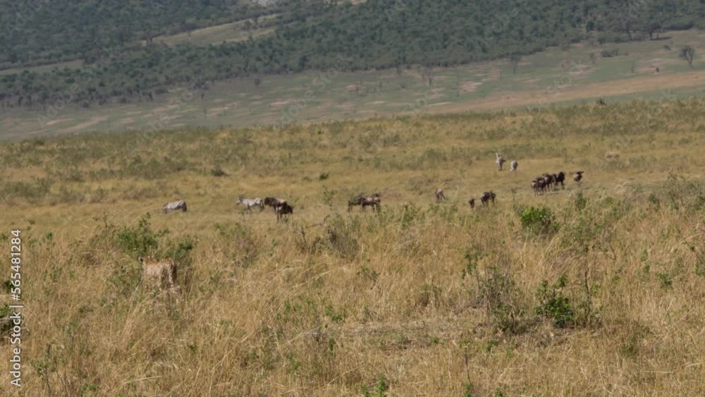 Cheetah walks on background of zebras and wildebeest, watching prey. Cheetah is fastest animal in world of wildlife. More video about life of this dangerous predator in collection. Cheetah walks on background of zebras and wildebeest, watching prey. Cheetah is fastest animal in world of wildlife. More video about life of this dangerous predator in collection.