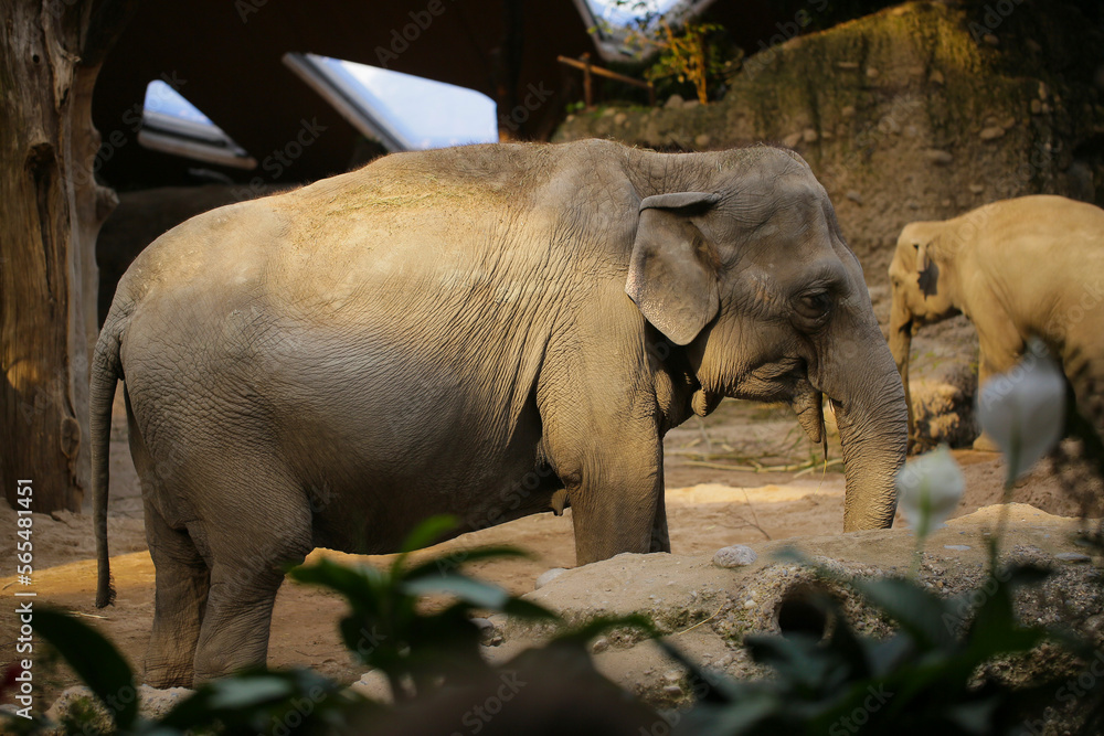 Fototapeta premium elephants in the wild