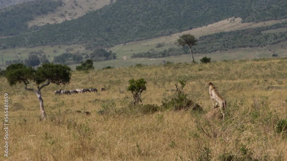 Cheetah watches zebras on background of plains and mountains. Cheetah is fastest animal in world of wildlife. More video about life of this dangerous predator in collection. Cheetah watches zebras on background of plains and mountains. Cheetah is fastest animal in world of wildlife. More video about life of this dangerous predator in collection.