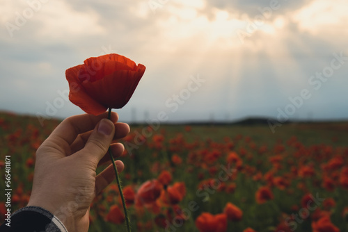 Tableau sur toile Female hand holding Red poppy flowers in a wild field