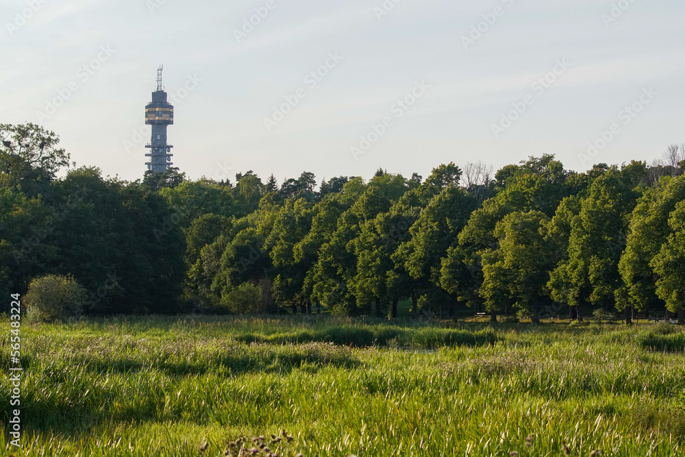 Obraz premium landscape with trees