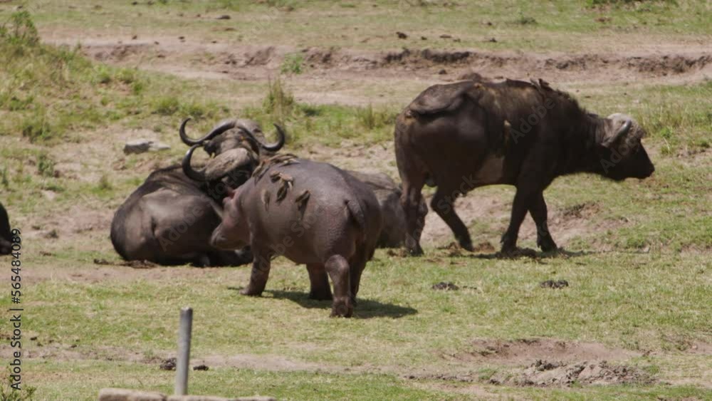 A group of Hippos (Hippopotamus amphibius) and African Buffalos (Syncerus caffer) walking around on the green Kenyan grass. The hippos have many small birds on them, showing a symbiotic relationship. A group of Hippos (Hippopotamus amphibius) and African Buffalos (Syncerus caffer) walking around on the green Kenyan grass. The hippos have many small birds on them, showing a symbiotic relationship.