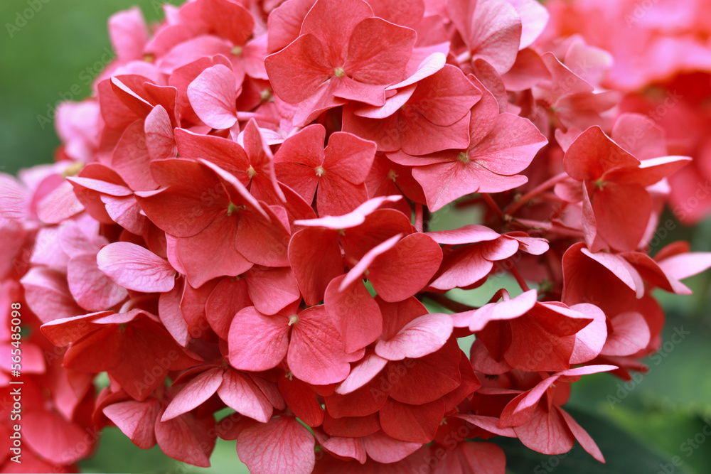 Hydrangea Macrophylla. Blooming Hydrangea close-up in the summer. Lush flowering pink Hortensia and green leaves . Flowering hortensia plant. Blossoming red flowers in summer garden. Beautiful bush Hydrangea Macrophylla. Blooming Hydrangea close-up in the summer. Lush flowering pink Hortensia and green leaves . Flowering hortensia plant. Blossoming red flowers in summer garden. Beautiful bush