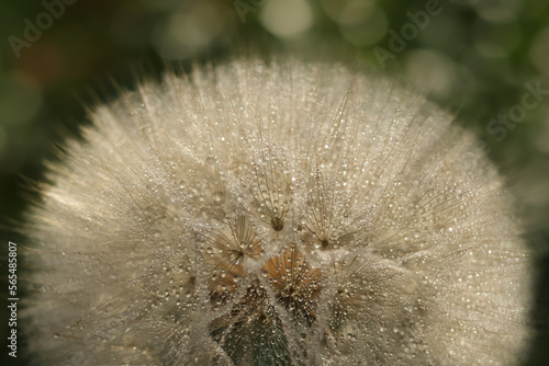 Beautiful Dandelion close-up with dew or water drops. Natural background. Fluffy dandelion with dew drops. Natural blurred spring background. Spring. abstract dandelion flower background 