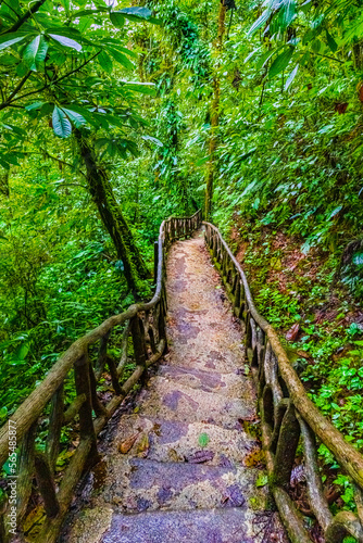 Path through Jungle in Tenorio Volcano National Park  El Pilon Station  Alajuela Province  Guatuso  Costa Rica