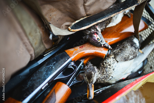Shotguns and dead ducks photo