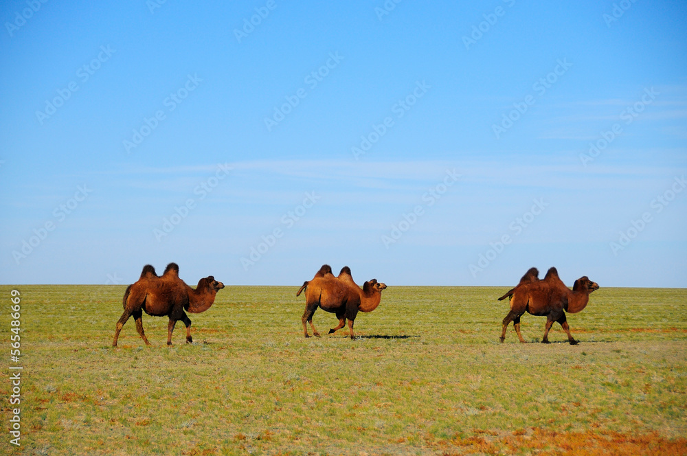 Bactrian camels in the Gobi Desert, Mongolia. Bactrian camels in the Gobi Desert, Mongolia.