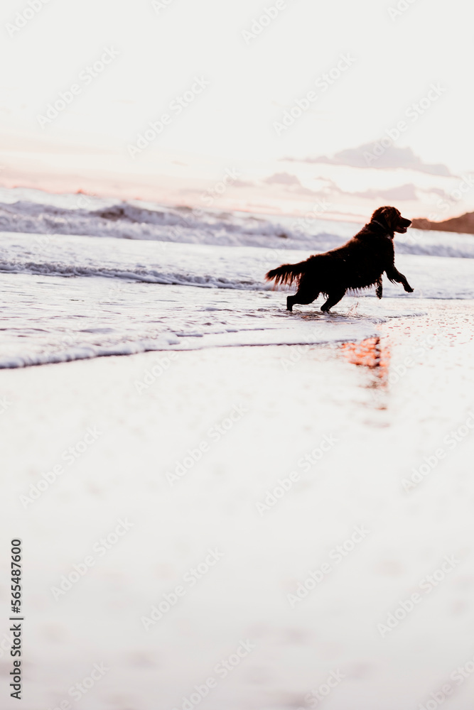 Backlit dog playing on the shore of the beach. Backlit dog playing on the shore of the beach.