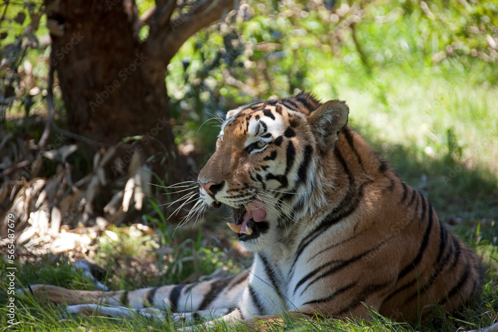 Snarling tiger (Panthera tigris) lies in the shadow, South Africa Snarling tiger (Panthera tigris) lies in the shadow, South Africa