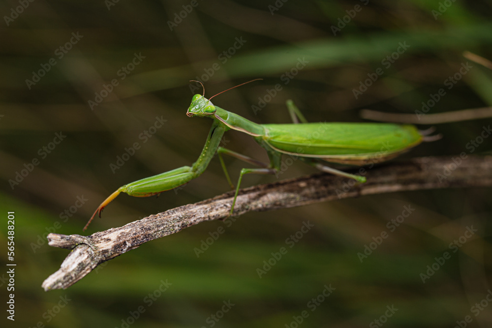 Adult green female of Praying Mantis (Mantis religiosa) sitting on a dried plant stem Adult green female of Praying Mantis (Mantis religiosa) sitting on a dried plant stem