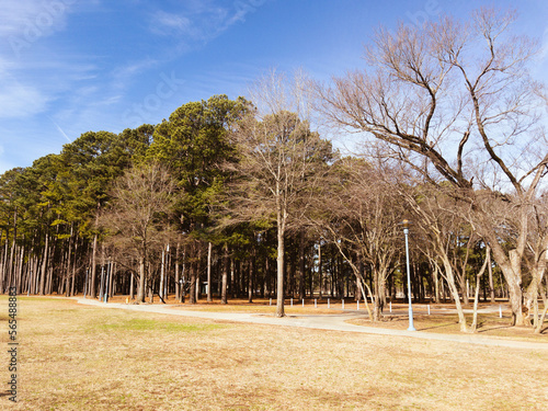 Forest of trees by the Tennessee River at McFarland Park in Florence, Alabama photo