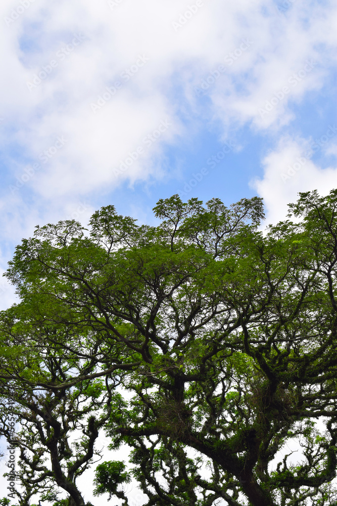 Beautiful nature. Green trees and bright blue sky. Tree and sky. Concept for background