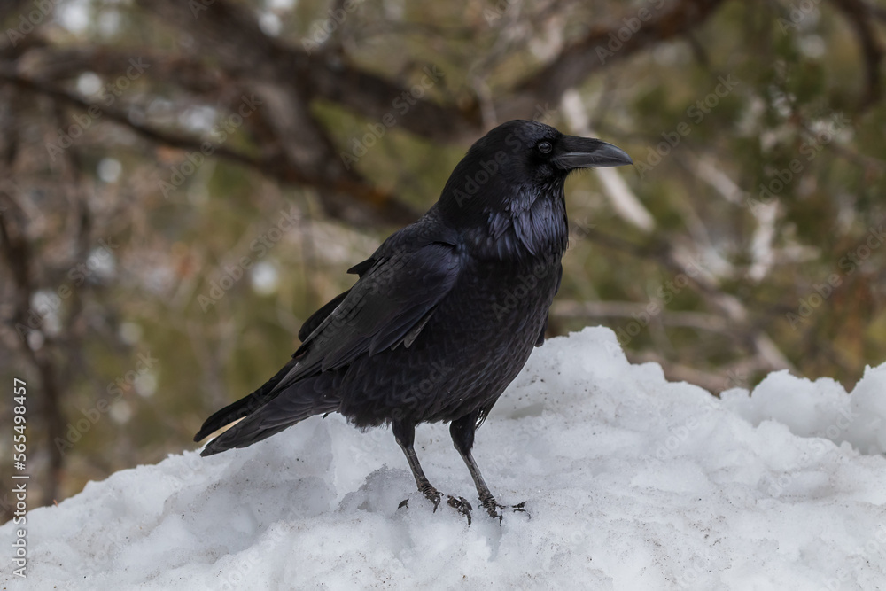 Common Raven (Genus Corvus) standing on snowbank, side view, Grand Canyon National Park. Forest in background.
Common Raven (Genus Corvus) standing on snowbank, side view, Grand Canyon National Park. Forest in background.