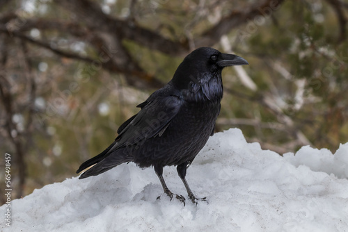 Common Raven (Genus Corvus) standing on snowbank, side view, Grand Canyon National Park. Forest in background. 
