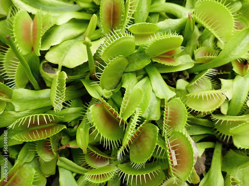 Venus fly trap, Dionaea muscipula, of family Droseraceae