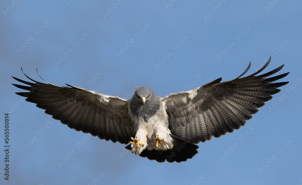 Fototapeta premium Geranoaetus melanoleucus. Conocida también como Aguila de Páramo.