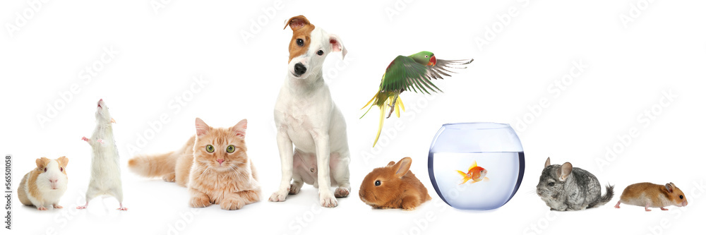 Group of different domestic animals on white background, collage