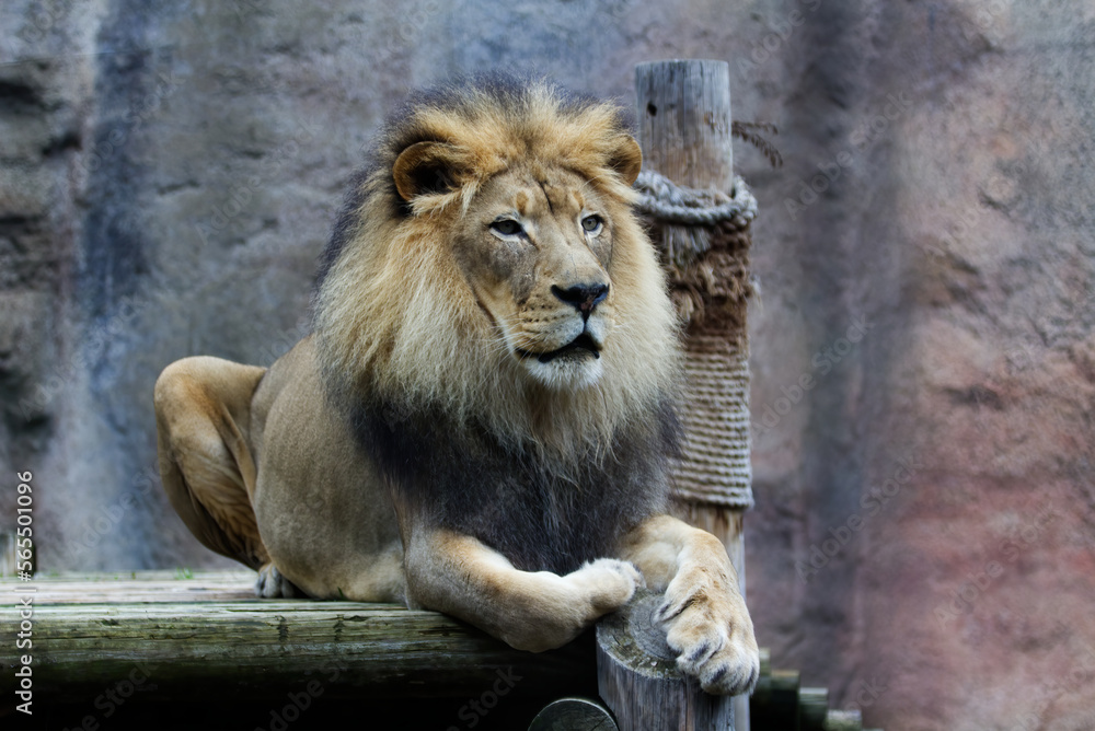 Male Lion Sitting On Wooden Platform Sacramento California Zoo Male Lion Sitting On Wooden Platform Sacramento California Zoo