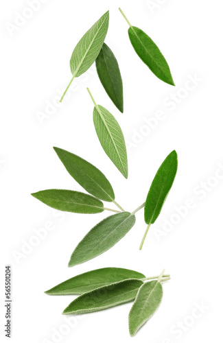 Fresh sage leaves falling on white background