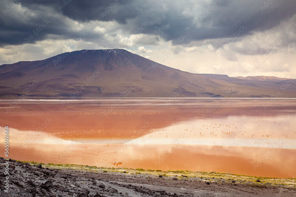 Laguna colorada, Red lake, with Flamingos and Volcanic landscape, Andes, Bolivia