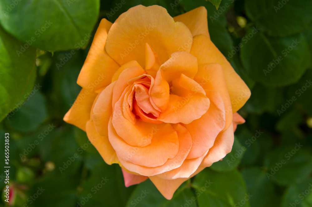 Rose blooming in the rose garden.
The name of this rose is Rose blooming in the rose garden.
The name of this rose is