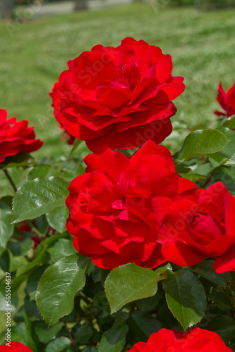 Red rose is blooming in the rose garden.
The name of this rose is 