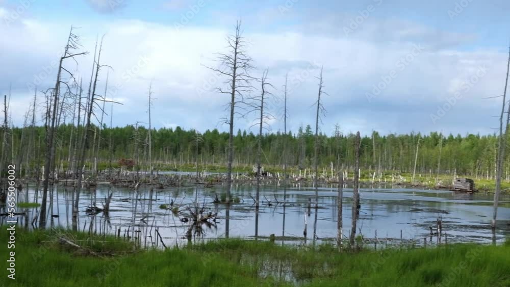 Dry trees in swamps against a blue sky with clouds. Dead trees in the swamp, in the forest. Cloudy sky in a forest with a swamp. Dry tree trunks in the swamp.