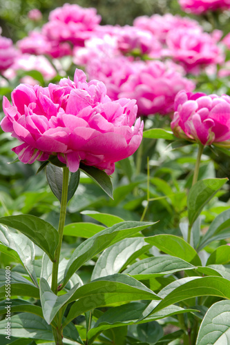 Pink peony flowers are in bloom in the peony garden.
The name of this peony is Sarah Bernhardt.
Scientific name is Paeonia lactiflora.