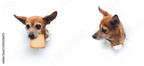 One funny little dog toy terrier holds a cookie in his teeth, and the second one looks at him enviously through a torn hole in white paper with copy space. The concept of hunger and food theft.