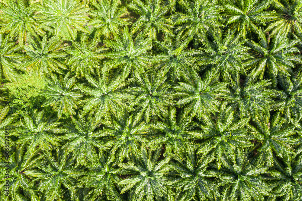 Aerial top view of coconut palm trees on sunny day. Krabi Province, Thailand. Aerial top view of coconut palm trees on sunny day. Krabi Province, Thailand.