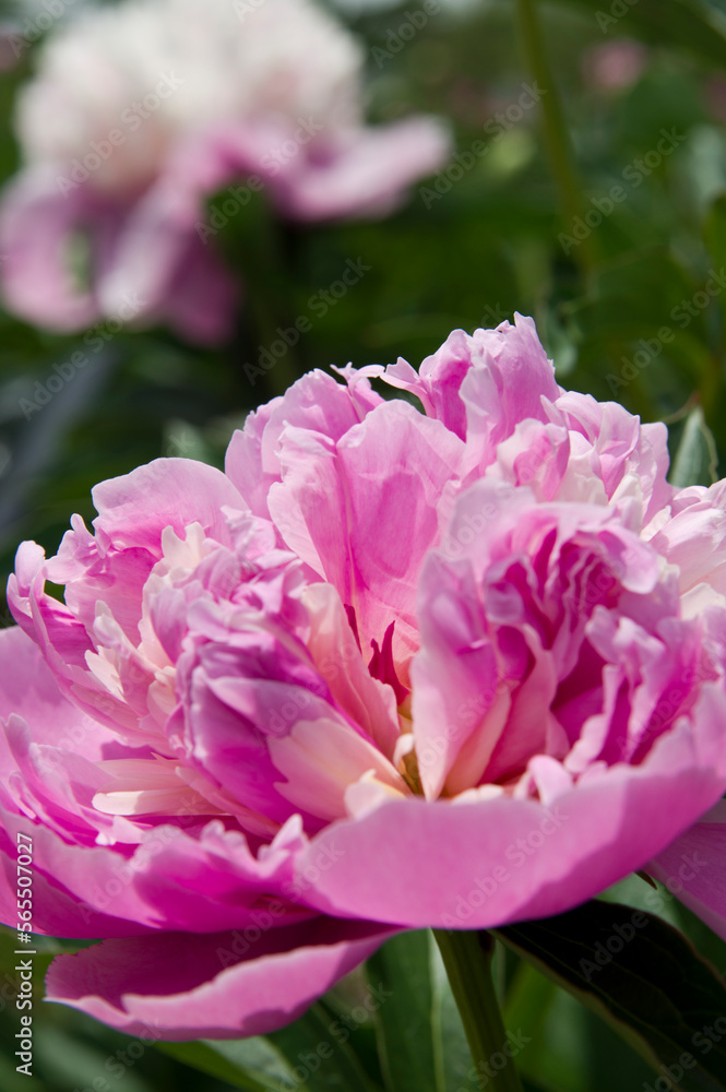 The name of this peony is Sorbet.
Scientific name is Paeonia lactiflora.