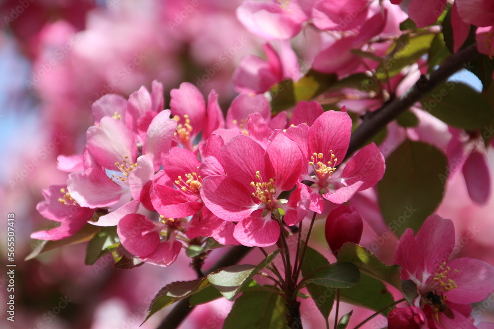 Obraz premium pink flowers