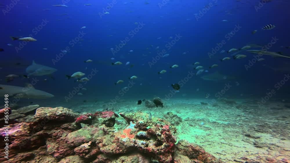 Diver feeds shark Carcharhinus galapagensis underwater Pacific Ocean. Sea animals Carcharhinidae gray shark on background of fish in blue water. Amazing life of marine wildlife. Diver feeds shark Carcharhinus galapagensis underwater Pacific Ocean. Sea animals Carcharhinidae gray shark on background of fish in blue water. Amazing life of marine wildlife.