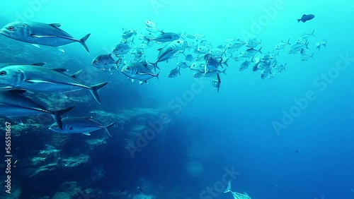 Wallpaper Mural School of fish of one species underwater. Underwater marine life of sea creatures in Pacific Ocean. Galapagos Islands Group. Torontodigital.ca