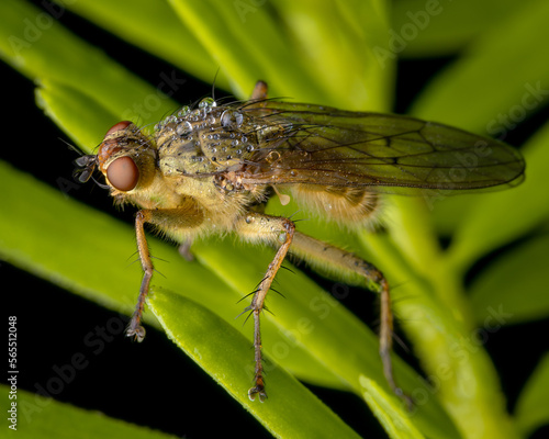 Macrophotography of a Yellow Dung Fly (Scathophaga stercoraria) covered by raindrops. Extremely close-up and details.