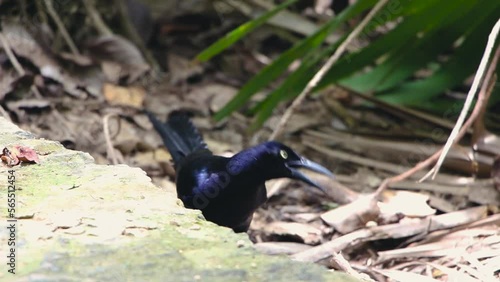 Mexican grackle, exotic bird with iridescent black plumage, yellow eyes, a long tail, and a short, thin black beak, walks to the right of the frame across the ground of dry leaves in the tropical jung