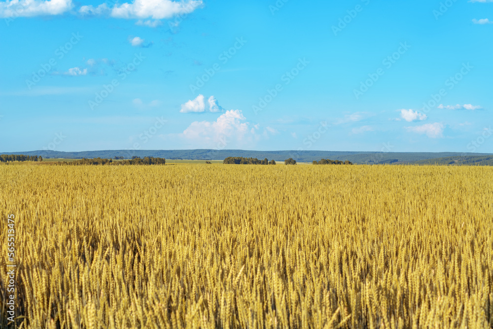 a field of rye rises against the blue sky. selective focus