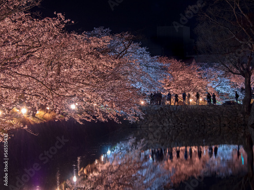 松本城の夜桜