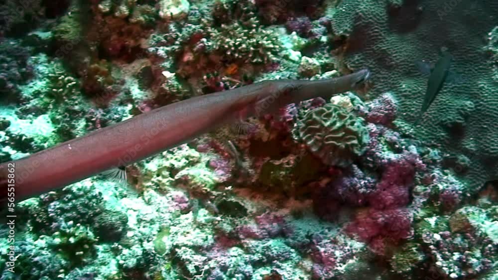 Yellow Chinese Trumpetfish and diver's hand on coral reef in underwater