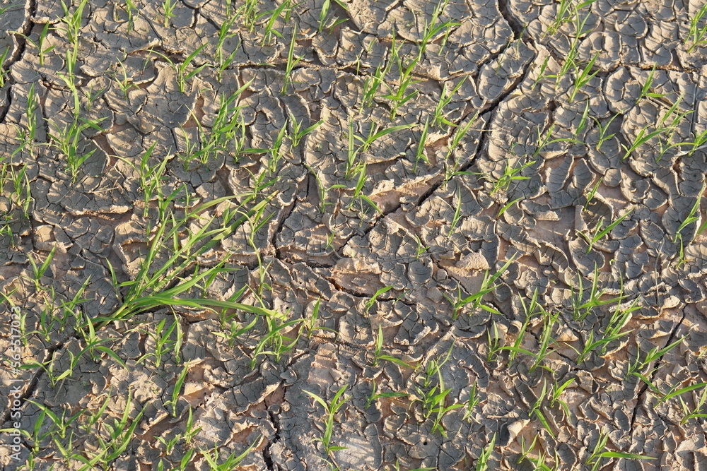 Rice fields are cracked by drought. Rice fields are cracked by drought.