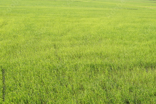 Green rice in the field