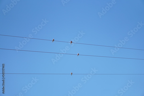 Birds perched on power lines, sky background