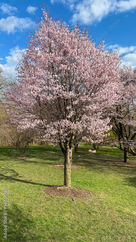 tree in bloom tree in bloom