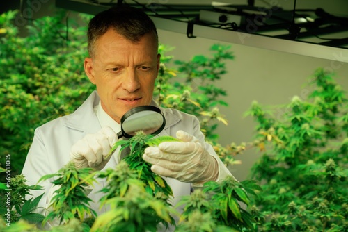 Scientist inspects gratifying buds on cannabis plant using a magnifying glass. Cannabis plantation in curative indoor farm providing high quality of medicinal cannabis products. photo