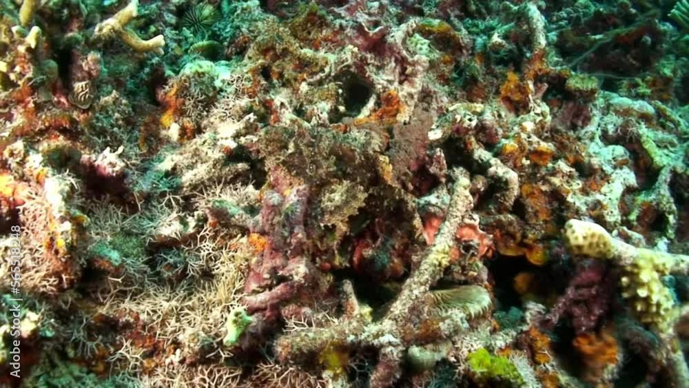 Amazing nature of underwater world with fish on coral reef, marine invertebrates in underwater wildlife of Philippine Sea. Relaxing video about nature, sea and ocean life. Amazing nature of underwater world with fish on coral reef, marine invertebrates in underwater wildlife of Philippine Sea. Relaxing video about nature, sea and ocean life.