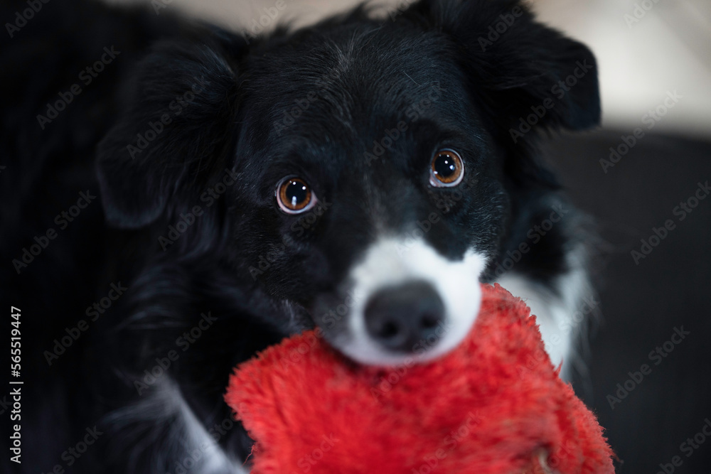 A closeup of a black and white English Shepherd holding a red squeaky toy 