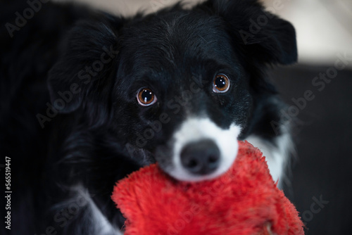 Photography A closeup of a black and white English Shepherd holding a red squeaky toy