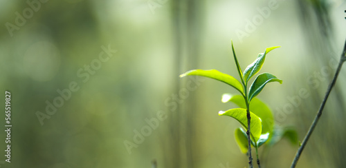 fresh green tea leaves in nature