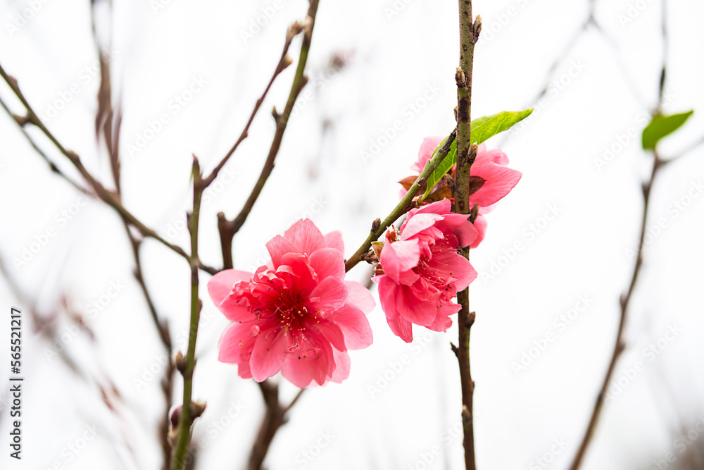 Peach flower symbol of Lunar New Year. Close up of tiny pink flower in garden. Peach flower symbol of Lunar New Year. Close up of tiny pink flower in garden.
